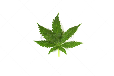 叶子,白色背景,花盆,除草剂,留白,美国,水平画幅,绿色,暴力,健康保健