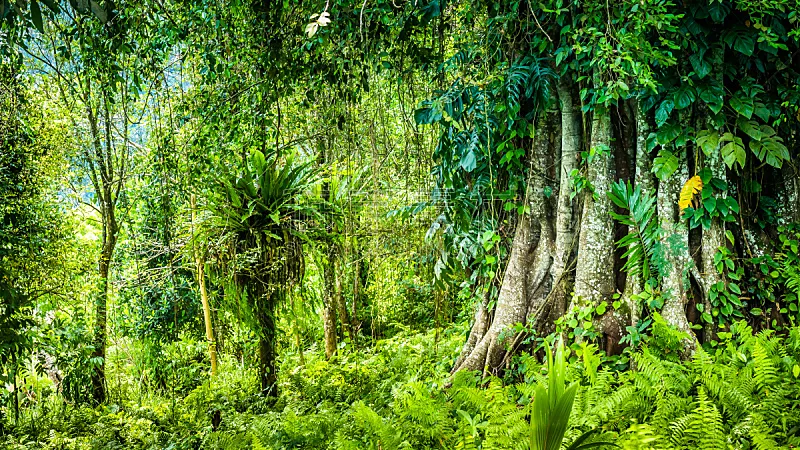 菩提树 巴厘岛 巨大的 热带雨林 远古的 有蔓植物 有包装的 藤蔓植物 无花果 赤道图片素材下载 稿定素材