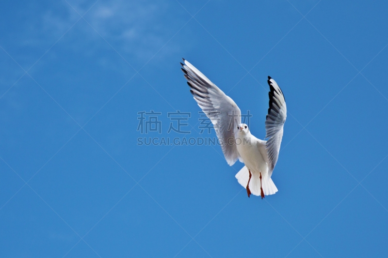 海鸥,麦鸡亚科,天空,野生动物,水平画幅,蓝色,鸟类,动物身体部位,翅膀,海洋