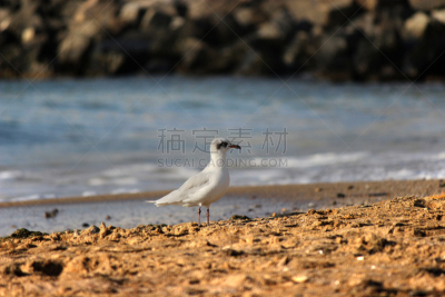 沙子,海滩,嘉龄,西方海鸥,张开翅膀,水,天空,水平画幅,鸟类,动物身体部位