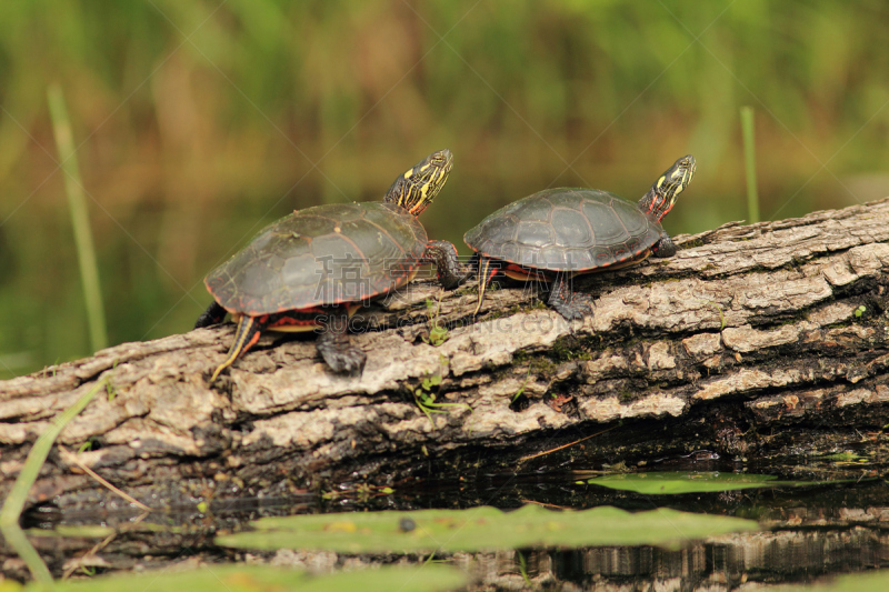 painted turtle,一对,圆木,river ausable,野生动物,美国,水平画幅,野外动物,户外,湖