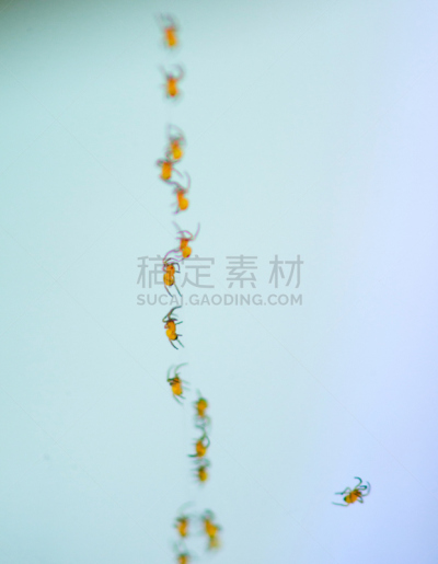 成一排,小的,蜘蛛,垂直画幅,符号,蜘蛛纲,野外动物,夏天,兄弟姐妹,断纹金蛛