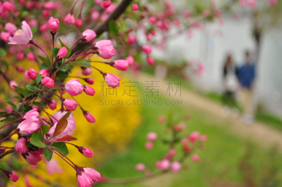 季节,海棠,春天,水平画幅,亚洲,户外,湖,合肥,仅一朵花,爱