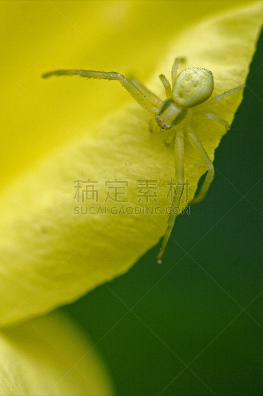 仅一朵花,猎蜘蛛,淡红色颈白鹭,蟹蛛,垂直画幅,褐色,动物身体部位,野外动物,夏天,特写