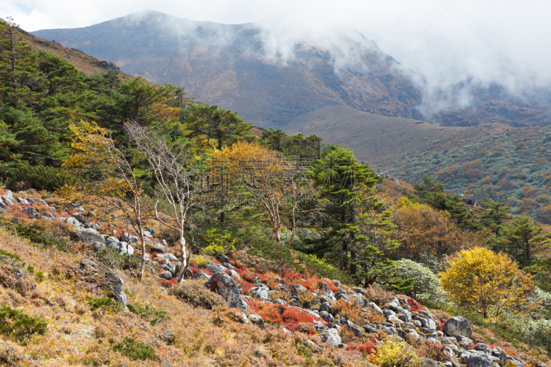 尼泊尔,色彩鲜艳,纹理,山脉,森林,珠穆朗玛峰,山脊,植物,背景,2015年