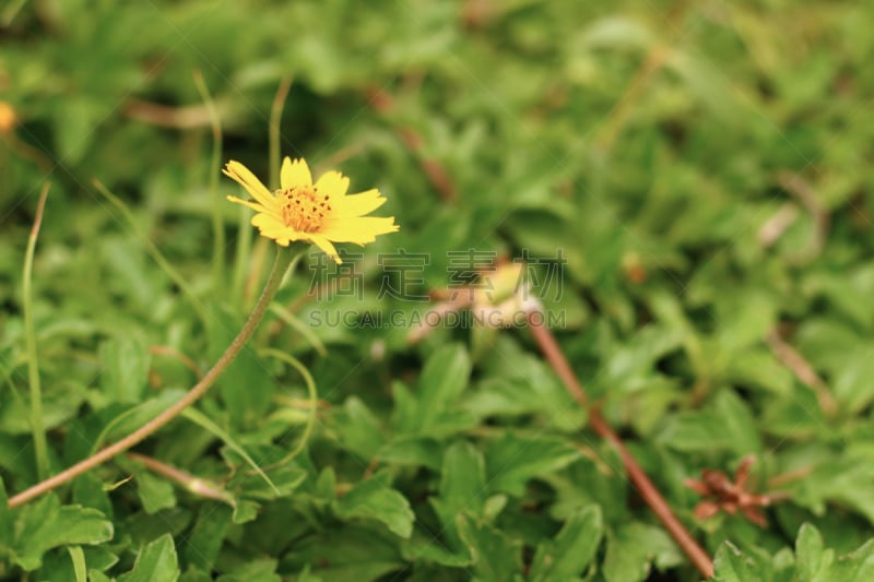 草地,雏菊,仅一朵花,野生植物,茼蒿菊,自然,水平画幅,无人,夏天,户外