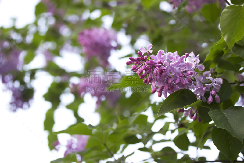 紫罗兰,丁香花,特写,枝,花朵,植物温泉疗法,弹出式商店,荧光灯,雄蕊,植物园