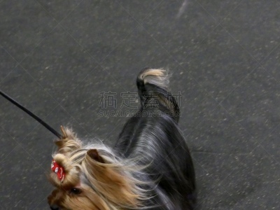 梗犬,遛狗师,纯种犬,受过训练的狗,狗,个人卫生用品,哈巴狗,波士顿猎犬,小的