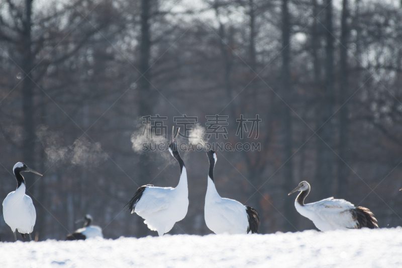 丹顶鹤,水平画幅,雪,无人,日本,鸟类,钏路支厅,户外,北海道,白色