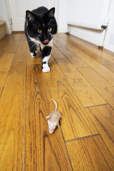猫,鼠,垂直画幅,捕鼠器,动物扑击,消息,动物身体部位,风险,想法,哺乳纲
