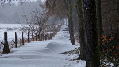 雪,小路,天空,气候,水平画幅,水的各种形态,无人,户外,边界,树林