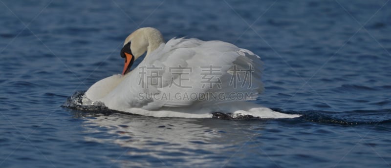 天鹅,水,美,小鸭子,水平画幅,无人,蓝色,全景,鸟类,丑陋