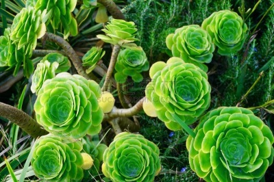 肉质植物,植物生长环境,无人,风车厂,图像,水平画幅,莲花掌属,英国,特写,摄影