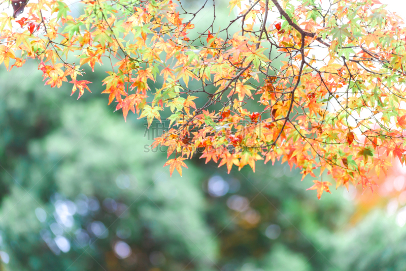 京都府,彩色图片,叶子,季节,自然,秋天,色彩鲜艳,日本,红色,黄色