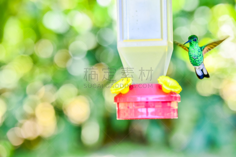 蜂鸟,自然美,非凡的,crocosmia,非洲堇,动物身体部位,野外动物,美洲,男性,仅一朵花