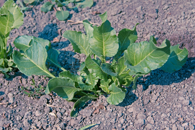 菠菜,水平画幅,无人,红巧梅,户外,抗氧化物,草药,印度,田地,植物