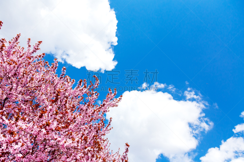 天空,蓝色,玉兰类,粉色,花朵,背景,紫荆树,水平画幅,无人,户外