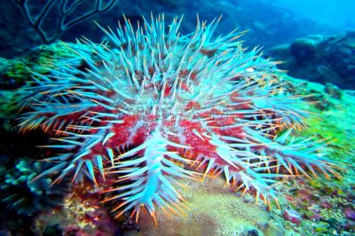 刺冠海星,昌岛,水肺潜水,海星,水平画幅,无人,水下,泰国,海洋,运动
