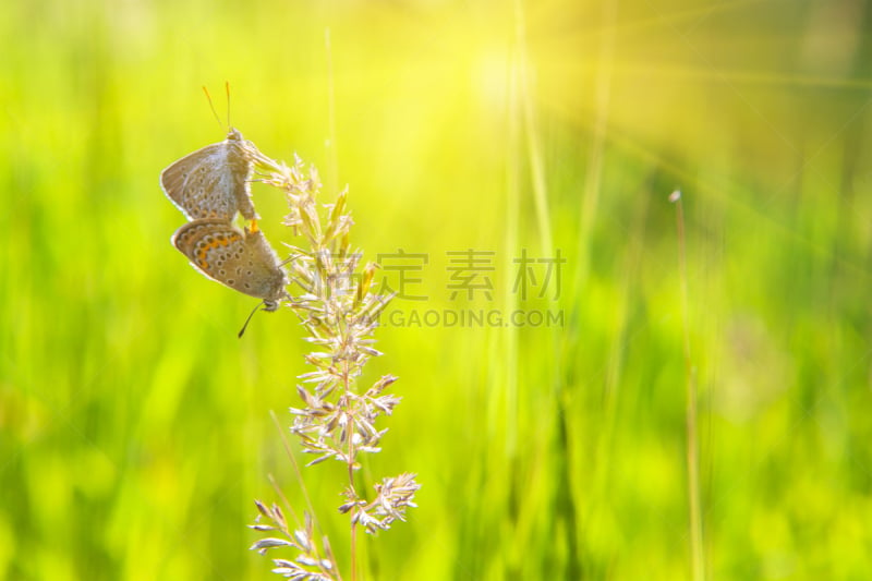 蝴蝶,水平画幅,枝繁叶茂,两只动物,动物习性,动物身体部位,户外,特写,明亮,彩色背景