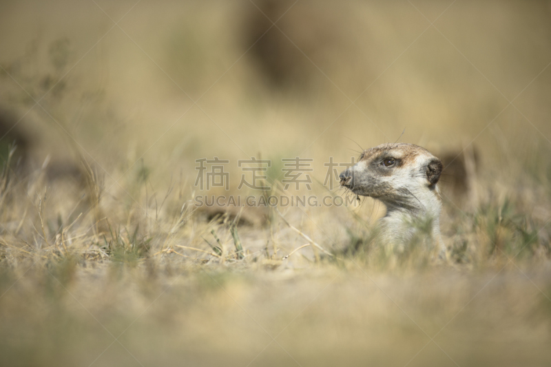 海岛猫鼬,肖像,马翁,茨瓦卢私人沙漠保护区,莫瑞米野生动物保护区,撒哈拉以南非洲,纳米布沙漠,猫鼬,奥卡万戈三角洲,喀拉哈里沙漠