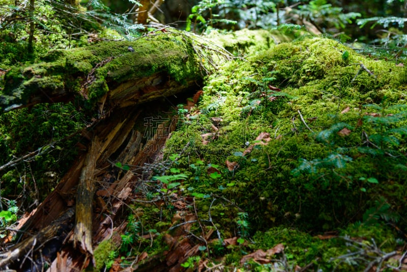 长野县,苔藓,yachiho,森林,圣玛丽,苏格兰高地,美,度假胜地,水平画幅,枝繁叶茂