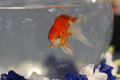 水平画幅,家畜,无人,色彩鲜艳,水下,玻璃,眼镜,前景聚焦,动物主题,丝鳍拟花鮨