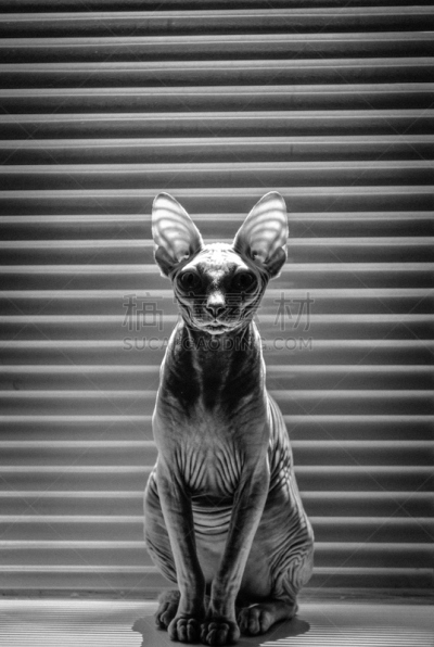 野生猫科动物,垂直画幅,动物保护,牛皮,两只动物,皮革,关于动物的分类学信息,动物主题,猫,雌性动物