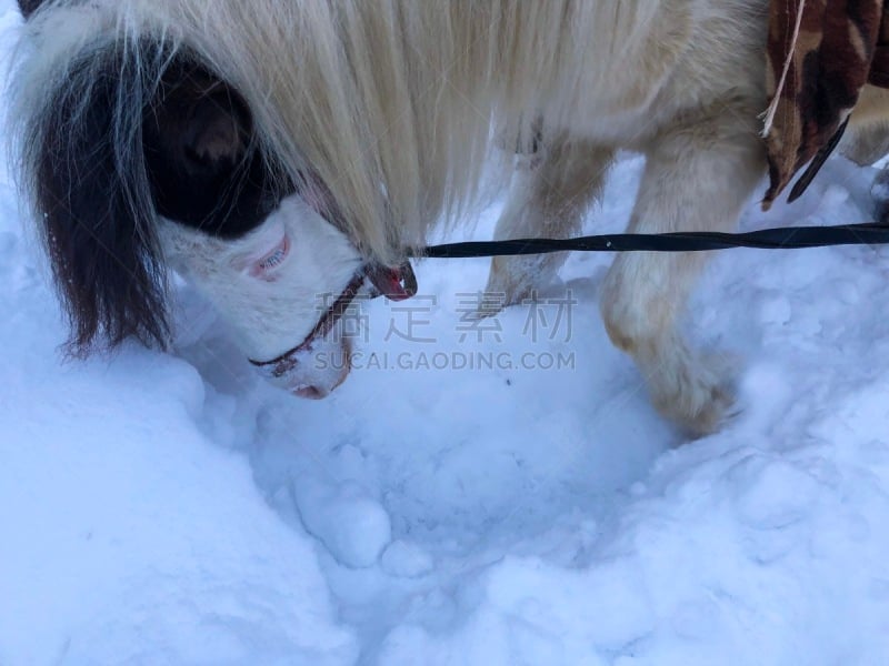 马,雪,乐趣,鞍马,有蹄哺乳动物,小马,马属,小的,动物,动物习性