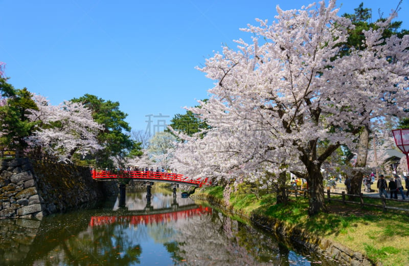 弘前公园,樱桃树,弘前,青森县,护城河,花见节,亚洲樱桃树,天空,美,公园