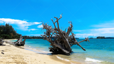 被连根拔出,海滩,2004印度洋地震海啸,安达曼群岛,浮木,安达曼海,水,天空,水平画幅,沙子