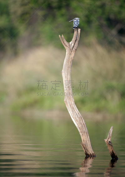 马的亚布德拉西,印度,杂色翠鸟,垂直画幅,无人,鸟类,水下,观测点,秃树,翠鸟