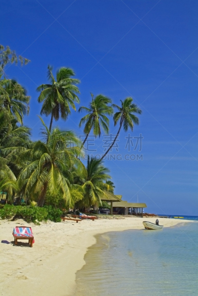 斐济,岛,斯科舍海,malololailai island,plantation island resort,美拉尼西亚,垂直画幅,椰子树,人,户外