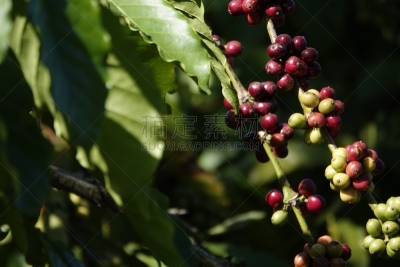 叶子,枝,咖啡豆,农业,熟的,樱桃,色彩鲜艳,色彩饱和,植物,热带树