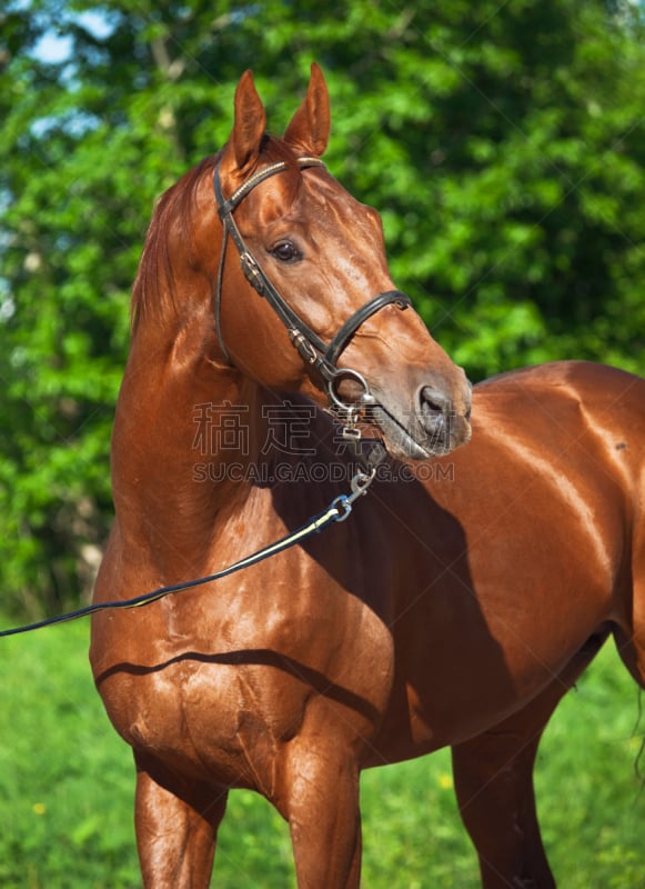 trakehner horse,种马,栗树,注视镜头,花斑,垂直画幅,天空,美,母马,户外