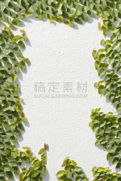 爬行无花果,垂直画幅,有蔓植物,墙,攀缘植物,无人,建筑外部,房屋,特写,居住区