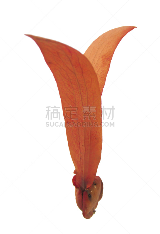 种子,白色背景,分离着色,翅膀,尤脑香科树,自然,垂直画幅,褐色,式样,水果