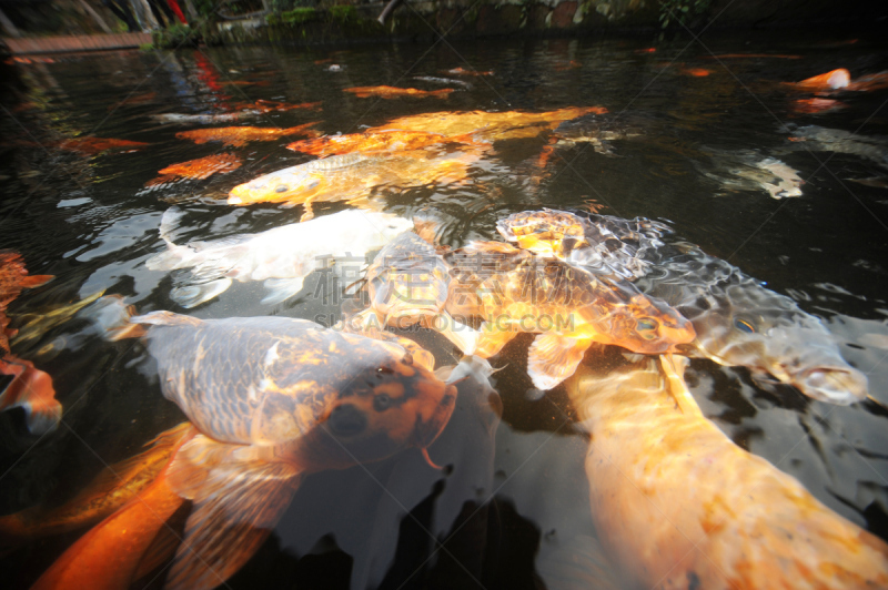 特写,锦鲤,鲤鱼,水,公园,水平画幅,无人,淡水鱼,红色,池塘