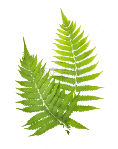 白色背景,风景,复叶,清新,热带气候,泰国,枝繁叶茂,春天,小路,植物