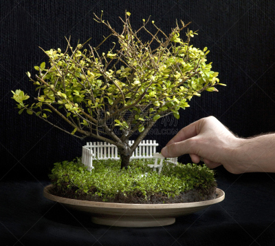 花盆,小的,园林,水平画幅,椅子,人造,家具,草,植物