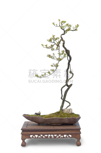 盆景,白色,垂直画幅,艺术,绿色,小的,根部,无人,手艺,白色背景