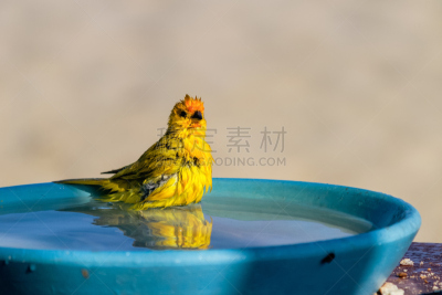 鸣鸟,中午,秘鲁,12点整,南美,热带鸟,水平画幅,无人,鸟类,野外动物