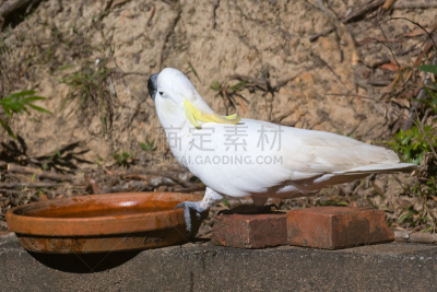 美冠鹦鹉,宠物食盘,白色,水平画幅,无人,黄色,动物,鸟类,鹦鹉,澳大利亚