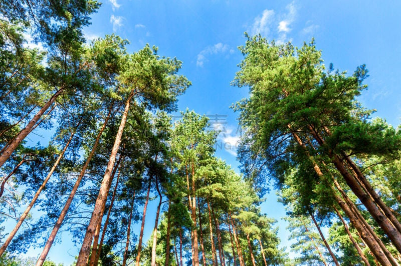 天空,松树,高大的,蓝色,日光,森林,白昼,王冠,风,树梢