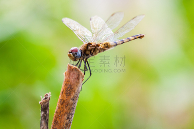 蜻蜓,棍,生物学,野生动物,环境,环境保护,蓝晏蜓,翅膀,动物,春天
