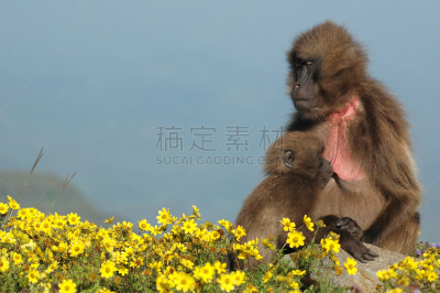 狮尾狒狒,塞米恩山脉,狒狒,非洲之角,自然,国家公园,水平画幅,素食,无人,动物学