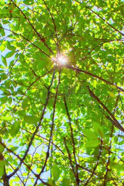 夏天,日光,自然,垂直画幅,无人,明亮,蓝色背景,彩色背景,枝