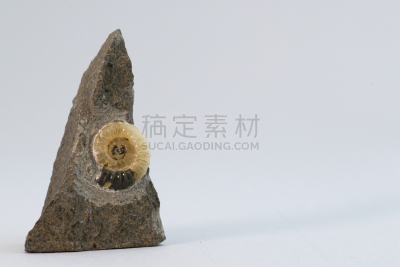 化石,留白,水平画幅,岩石,贝壳,无人,白色背景,石材,考古学,室内
