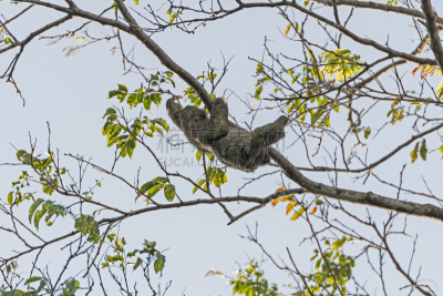 树懒,两只动物,二趾树懒,tortuguero national park,里蒙省,树栖动物,哥斯达黎加,美,中美洲,水平画幅
