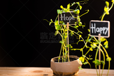 清新,纸牌,绿色,植物群,玫瑰公园,中国对联,植物馆,栽培植物,留白,水平画幅