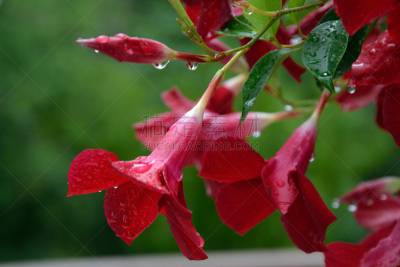 红蝉花,红色,雨,水平画幅,无人,雨滴,夏天,户外,仅一朵花,自然美